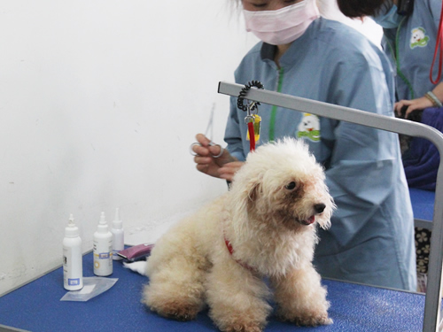 圣寵寵物美容學校實操課
