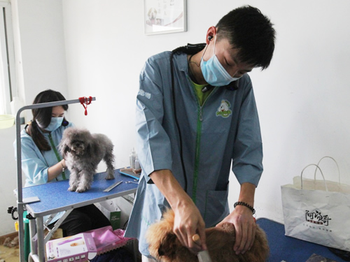 圣寵寵物美容學校實操課