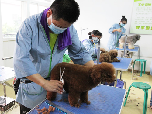 圣寵寵物美容學校實操課