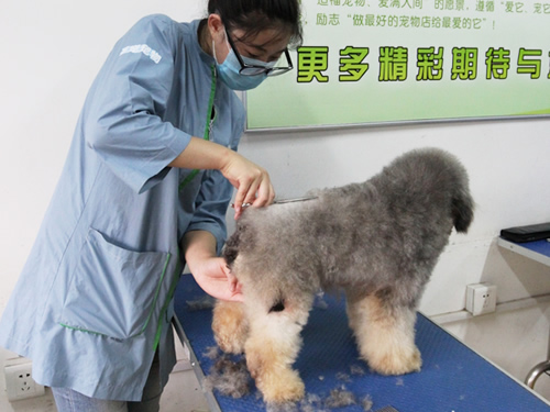 圣寵寵物美容學校實操課