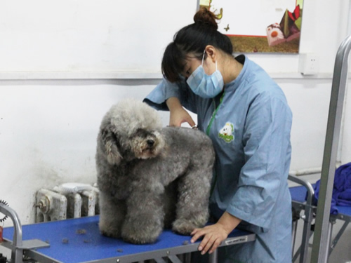 40期美容班泰迪犬美容修剪