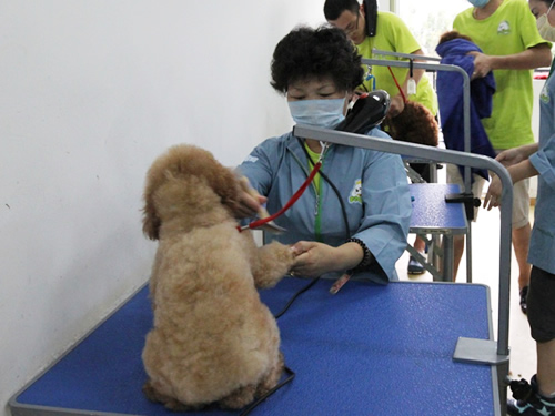 40期美容班泰迪犬美容修剪