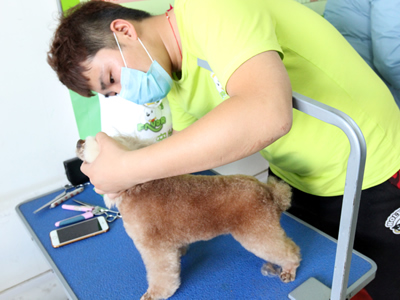 40期美容班貴賓犬美容修剪