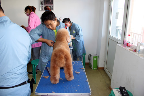 寵物美容師上班工資高嗎
