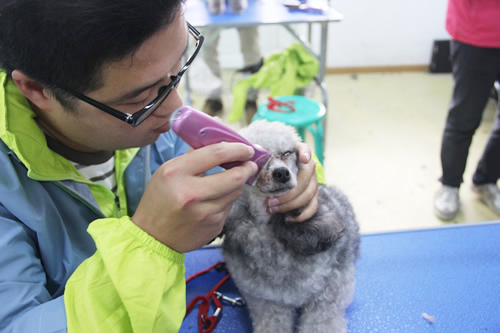 學寵物美容需要多少錢