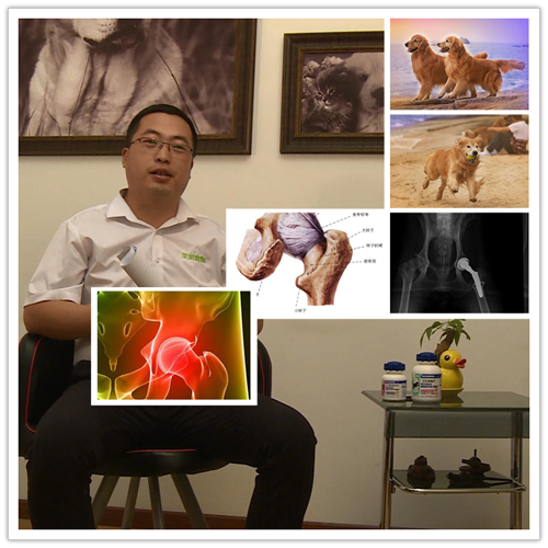 圣寵寵物美容學校-曹興