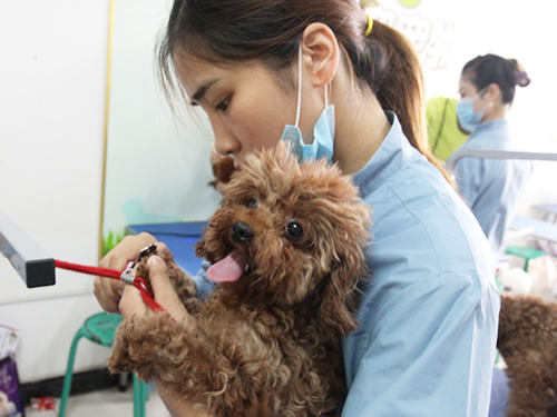 40期寵物美容班綜合美容實操課