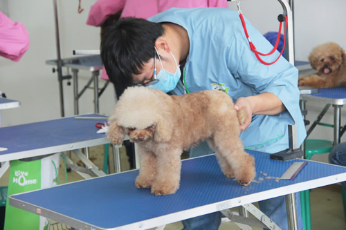學寵物美容需要學歷嗎