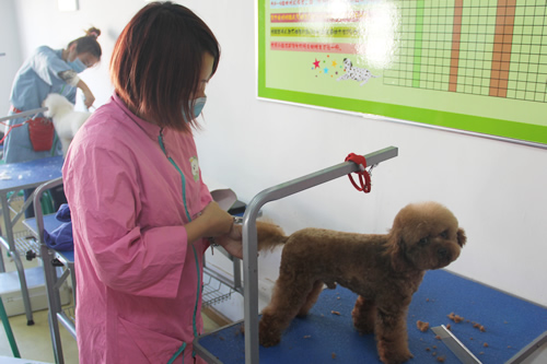 濟南學習寵物美容哪個學校好