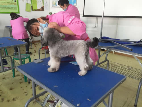 初中生學(xué)寵物美容怎么樣