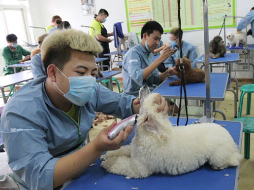 在哪家寵物美容學校學習好