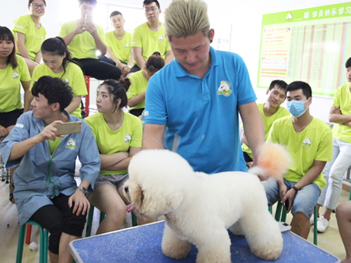 41期美容班比熊犬美容修剪-示范課