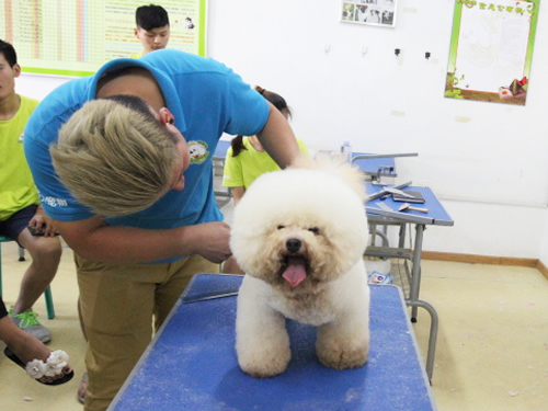 41期美容班比熊犬美容修剪-示范課