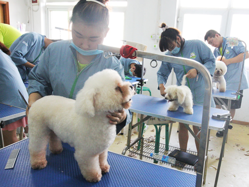41期美容班比熊犬美容修剪