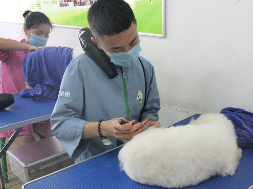 41期美容班比熊犬美容修剪