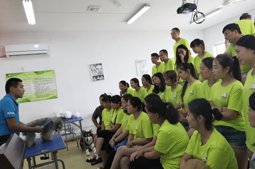 42期美容班貴賓犬美容示范課