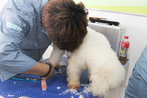 41期美容班比熊犬美容修剪實操課