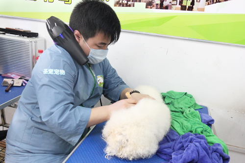 41期美容班比熊犬美容修剪實操課