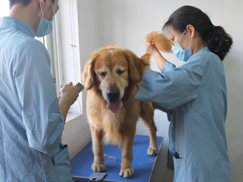 42期金毛犬美容實(shí)操課