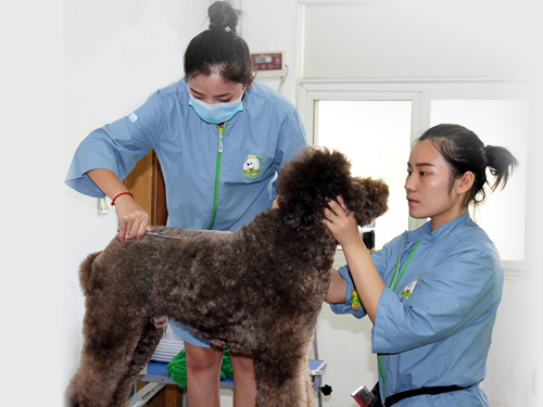 43期美容班巨貴犬美容實操課