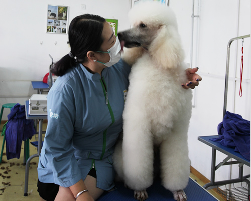 43期美容班巨貴犬美容實操課