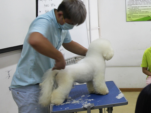圣寵43期美容班巨貴犬美容實操課