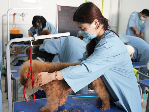 43期美容班泰迪犬美容實操課