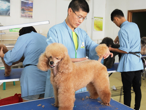 揚州寵物美容培訓