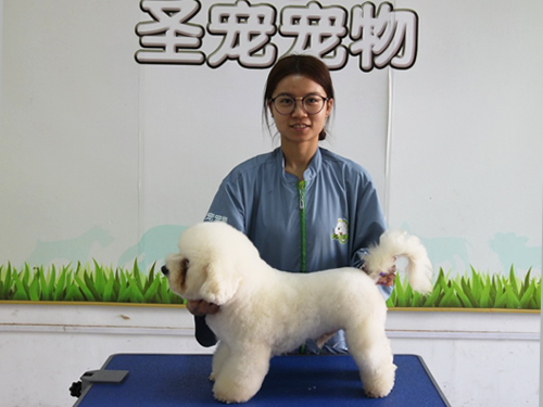 現(xiàn)在學(xué)習(xí)寵物美容師有前途嗎