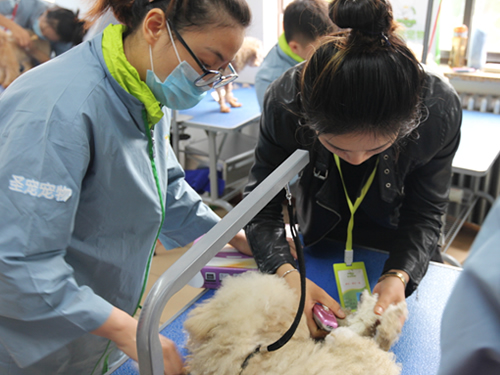圣寵寵物學校46期美容班犬只日常護理實操課