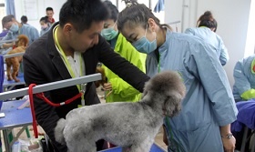 寵物美容培訓培訓費用