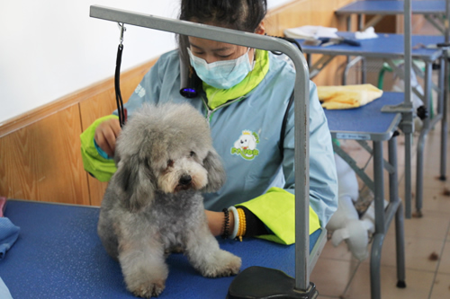 圣寵47期犬只洗澡實操課