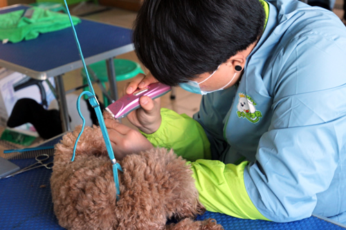 圣寵47期犬只洗澡實操課
