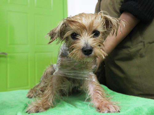 圣寵46期美容班犬只SPA示范課