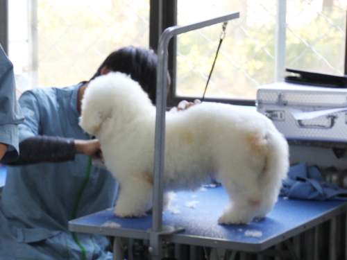 圣寵46期美容班比熊犬實操課