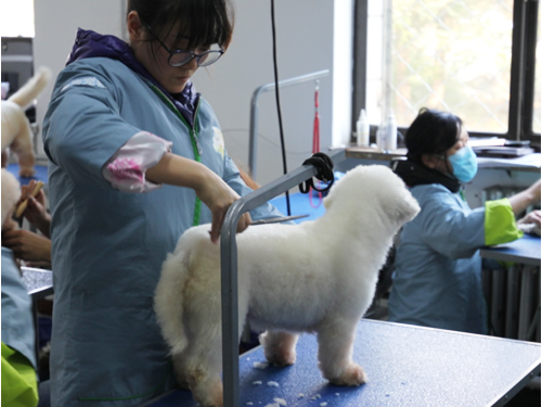 圣寵46期美容班比熊犬實操課