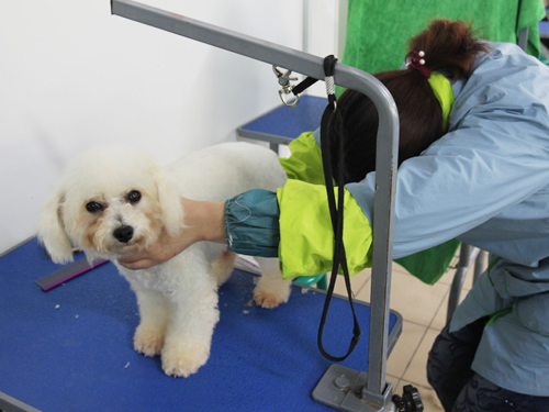 圣寵46期美容班比熊犬實操課