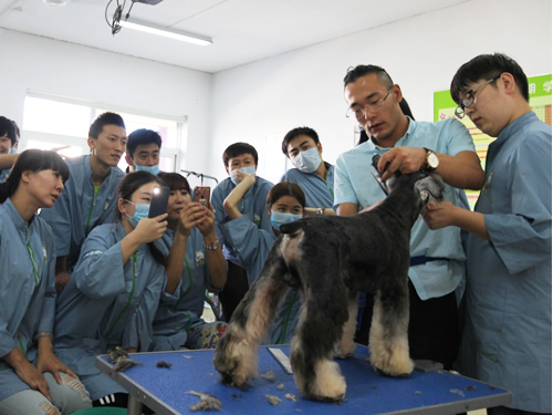 北京專業寵物美容師學校哪家好