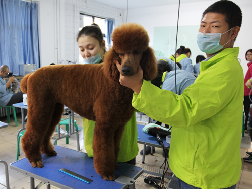 學(xué)完寵物美容師找工作難嗎