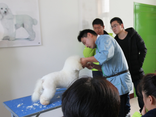 47期美容班比熊犬示范課