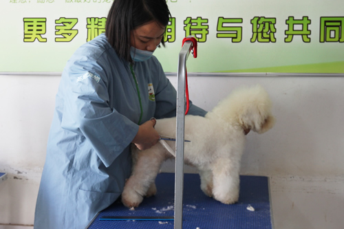 寵物美容最值得信賴的學(xué)校是哪家
