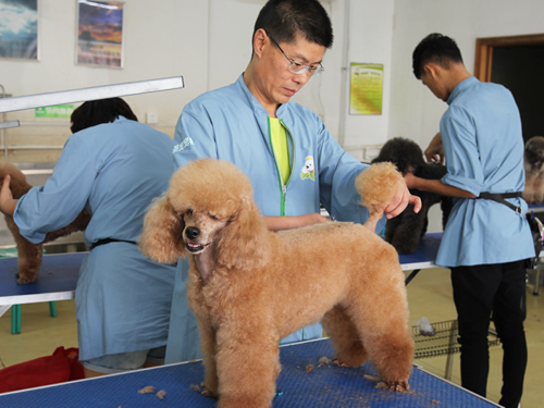 寵物美容師要學多長時間