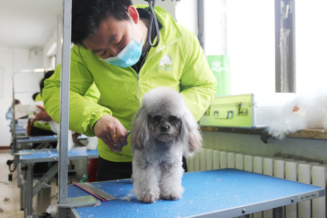 寵物美容師