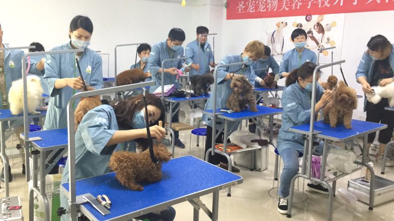 學寵物美容多少錢