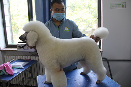 寵物美容