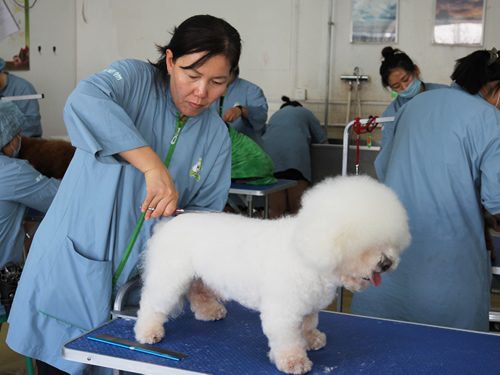 寵物美容師