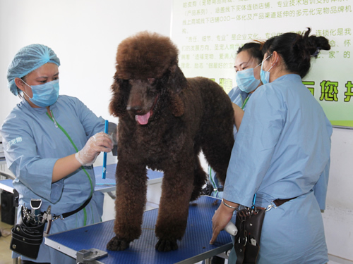 寵物美容師
