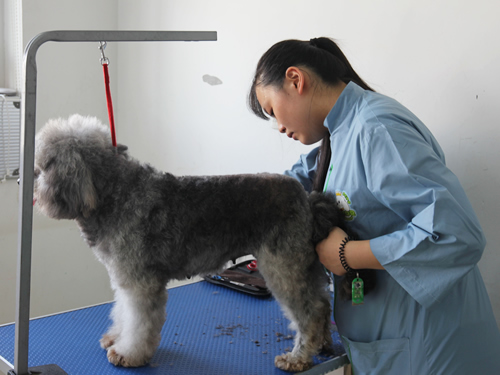 寵物美容師