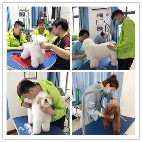 揮手告別首屆B級班的圣寵寵美師