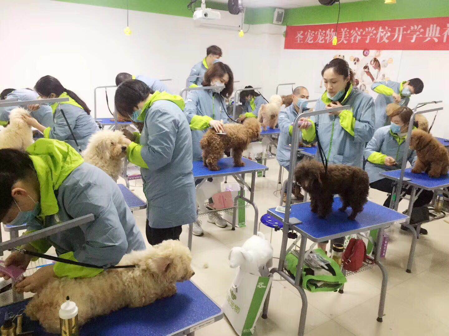 寵物美容師c級要學多久